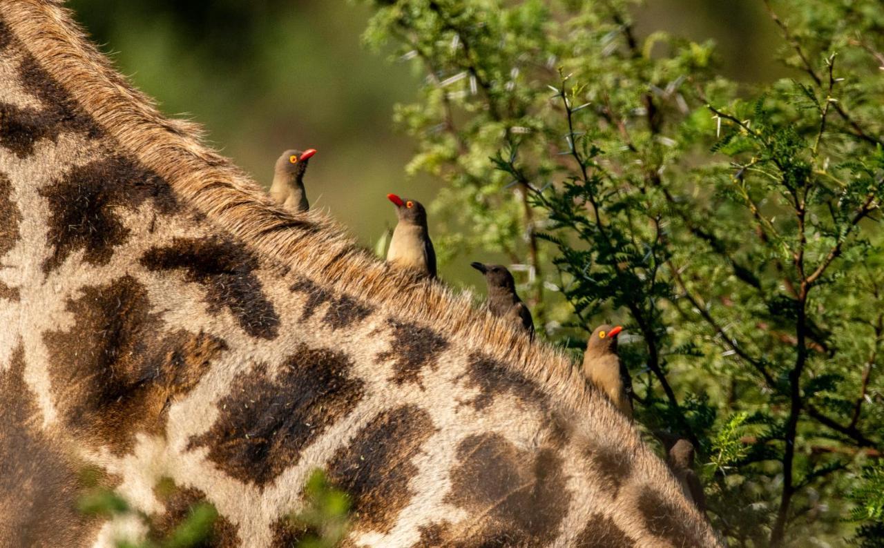 Black Rhino Game Lodge Pilanesberg Exterior photo