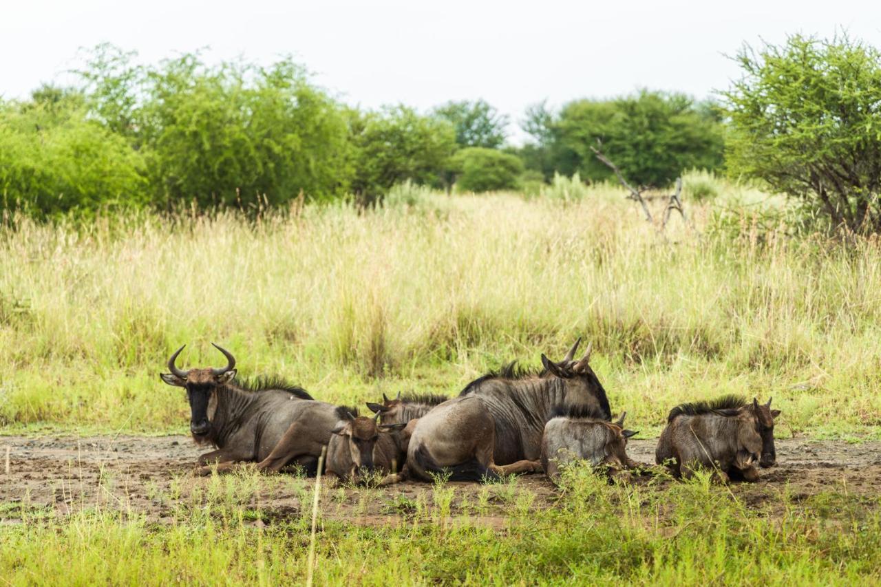 Black Rhino Game Lodge Pilanesberg Exterior photo