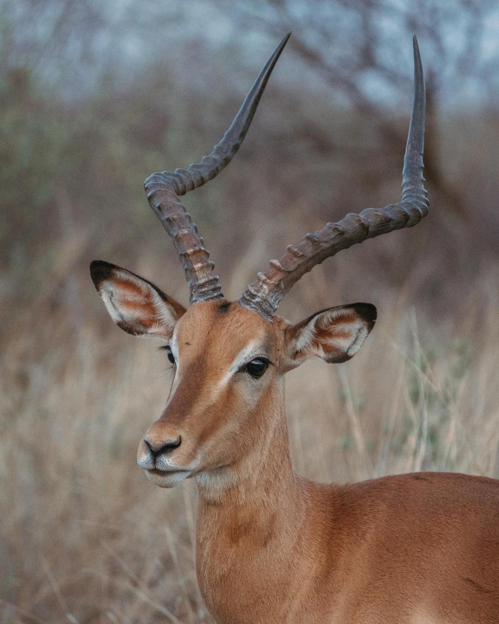 Black Rhino Game Lodge Pilanesberg Exterior photo